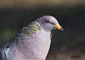 Columba fasciata